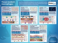 Request a free poster about TRMs (Tissue resident macrophages)