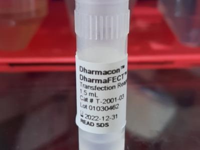 siRNA Transfection for A Lot of Cell Lines | Biocompare.com Kit/Reagent ...