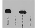 Good UCP1 Antibody to Study Thermogensis