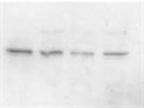 Great Anti-STAT3 Antibody for Western Blotting