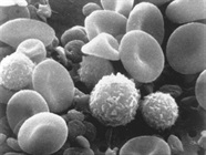 A Guide to Hematopoietic Stem Cell Markers