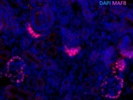 One of the Few Anti-MafB Antibodies that Works on Mouse Renal Tissue