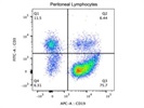 Excellent Anti-Mouse CD19 Antibody (FITC)