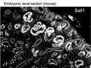 Good SALL1 Antibody