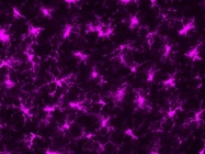 Antibodies for Microglia Research