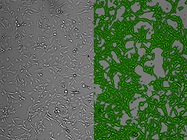 Measuring Cell Proliferation