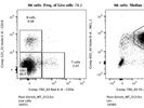 Efficacious Mouse NK Cell Isolation Kit