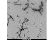 Alpha Synuclein Pre-formed Fibrils (Type 1)