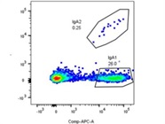 IgA2 Antibody Works Well
