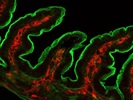 Good F4/80 Antibody for IF