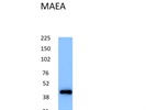 Very Specific Signal with EMP/MAEA Antibody