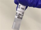 Good Quality Antibody for p-JNK