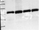 Excellent Anti-GRP78 BiP Antibody