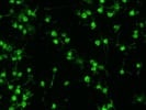 CD41 Antibody Works Better than Expected