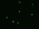 CD41 Antibody Works Perfectly