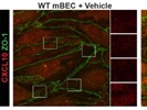 Great Antibody for Immunofluorescence