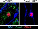 Great Caveolin 1 Polyclonal Antibody for Immunofluorescence