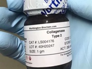 Excellent Collagenase Type 2