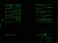 Highly Recommend Human Inflammation Array Q3