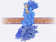 Measuring Antibody Binding Kinetics