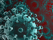 Human Antibodies for Emerging Virus Infections