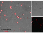 T Cell Staining for Live Imaging