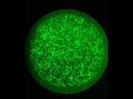 Transfection Methods: A Primer