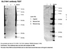 Anti-SLC19A1 Picoband Antibody Didn't Work for WB