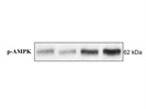 p-AMPK Antibody Works Well