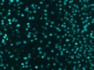 Neuronal Labeling with SATB2 Antibody