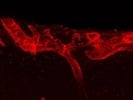 Anti-Laminin a4 Antibody Staining-Immunofluorescence