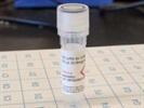 Highly Recommended Anti-CD9 Antibody