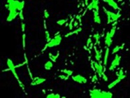 Good Antibody for Staining Endothelial Cells