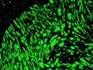 Antibody for Staining Mesenchymal Cells