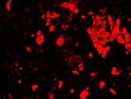 High Quality Antibody for Staining Trophoblast Cells