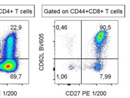Easy to Use Anti-CD27