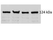 Reliable Antibody for High MW Loading Control