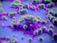 Mouse Models for Testing Cancer Immunotherapies