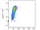Efficient Detection of NK Cells with CD56 Antibody