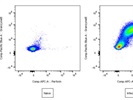 a-Perforin Antibody to Determine CD8 T Cell Cytotoxicity