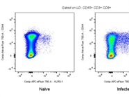 Easy to Use Antibody for KLRG-1 Staining