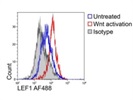 Good LEF1 Antibody for Flow Cytometry