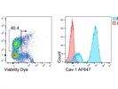 Great Caveolin-1 Antibody for Flow Cytometry
