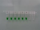 Easy PCR with GoTaq G2 Hot Start Green Master Mix