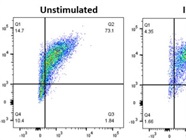 MHC Expression with IFN-Gamma
