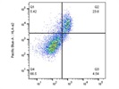 HLA-A2 Staining