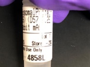 Good Phospho-S6 Ribosomal Protein mAb for Western Blot