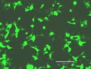 Reagent Works Great for Transfections