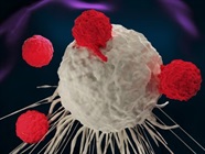 A Guide to Natural Killer T Cell Markers