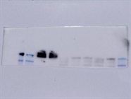 ZO-1 Antibody from Thermo Fisher Works Well
